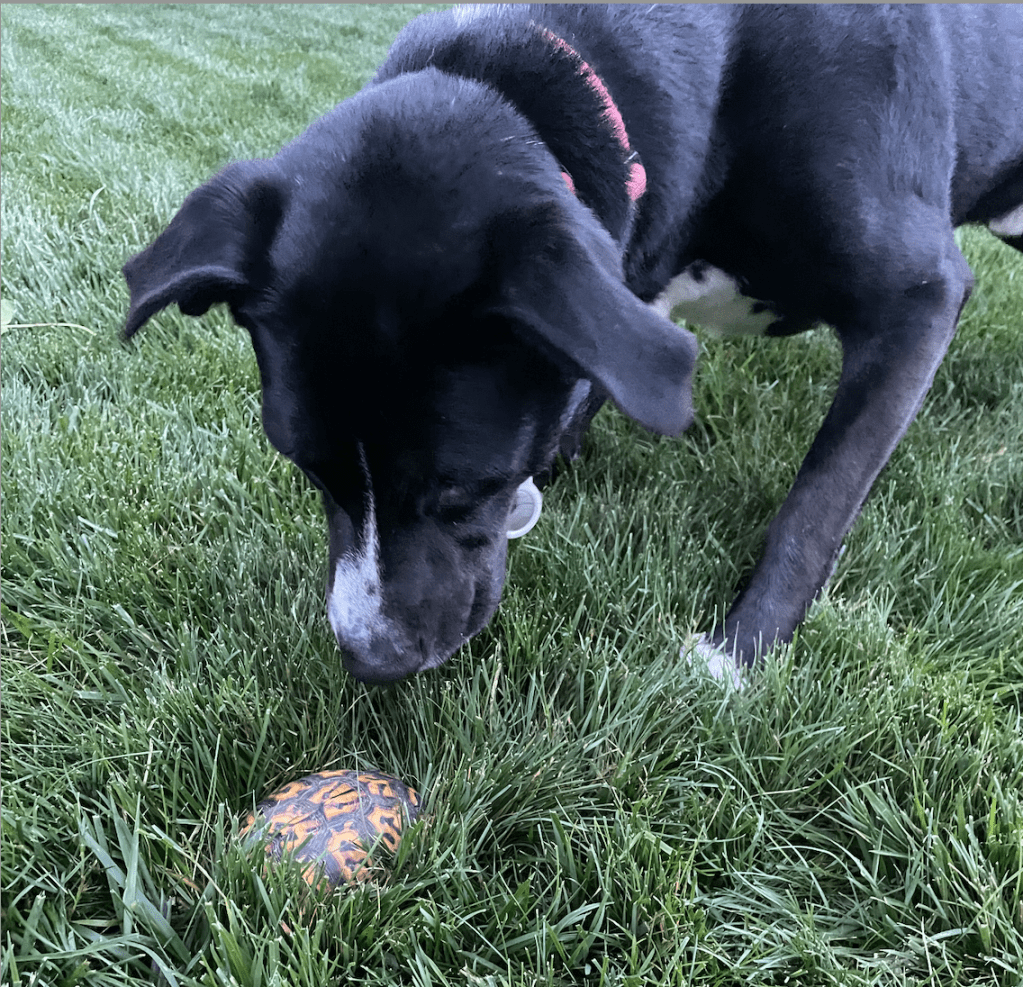a dog sniffs a turtle in the grass