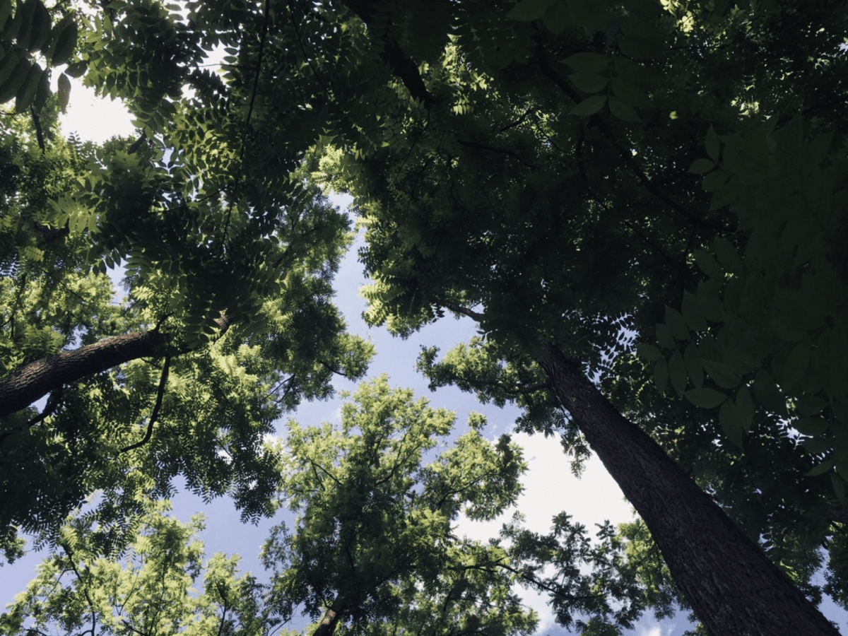 Forest Murmurs: Peter Wohlleben ‘listens’ to&nbsp;trees