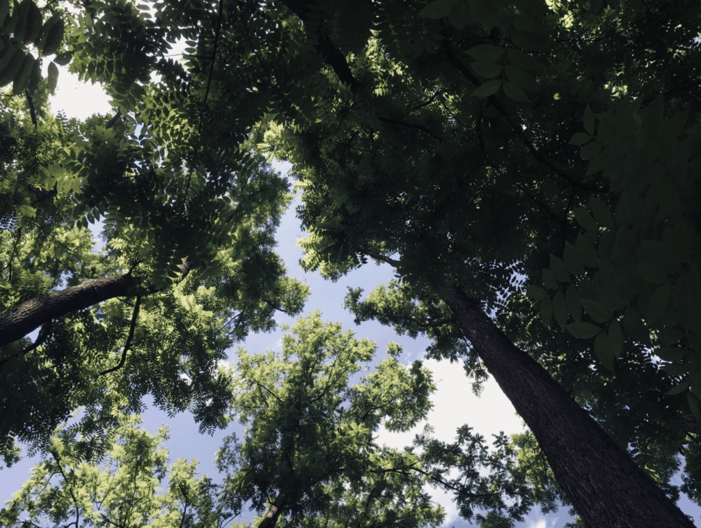 Forest Murmurs: Peter Wohlleben ‘listens’ to&nbsp;trees